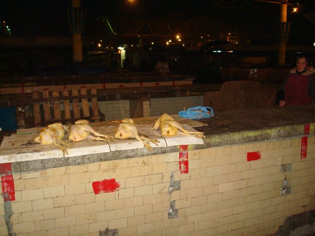 DSC00535.JPG